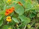 Garden Nasturtium
